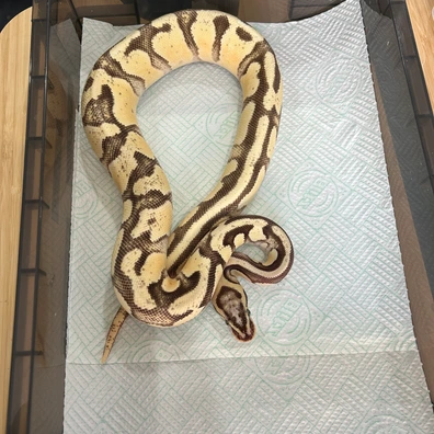 Pastel - Enchi - Fire - Het Hypo Ball Python - female for sale from Eternal pythons and boas