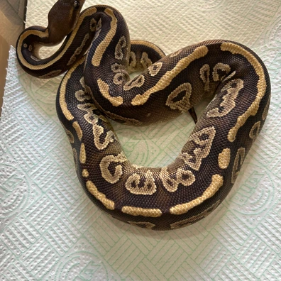 Mahogany- Mojave Ball Python - female for sale from Eternal pythons and boas