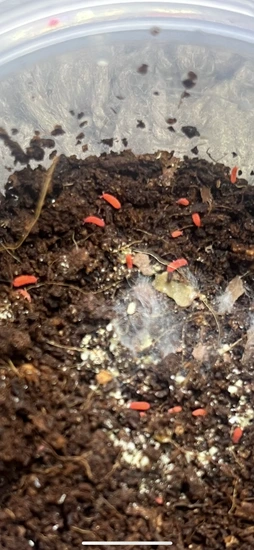 Lobella Sp- Red Thai Springtails 15+ct Isopod by Order 66 Exotics