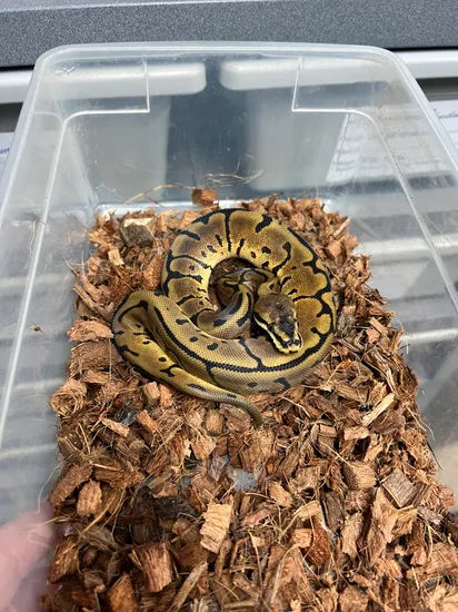 Leopard Spider Ball Python Leopard Spider Ball Python by nateSnakes