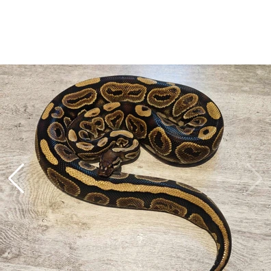Black Pastel Het Albino