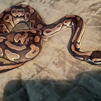 Group For Sale Ball Python - unknown for sale from Naughty Noodle Royals