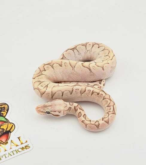Bamboo Pastel Yellowbelly Het Ultramel Ball Python by Royal Temptations