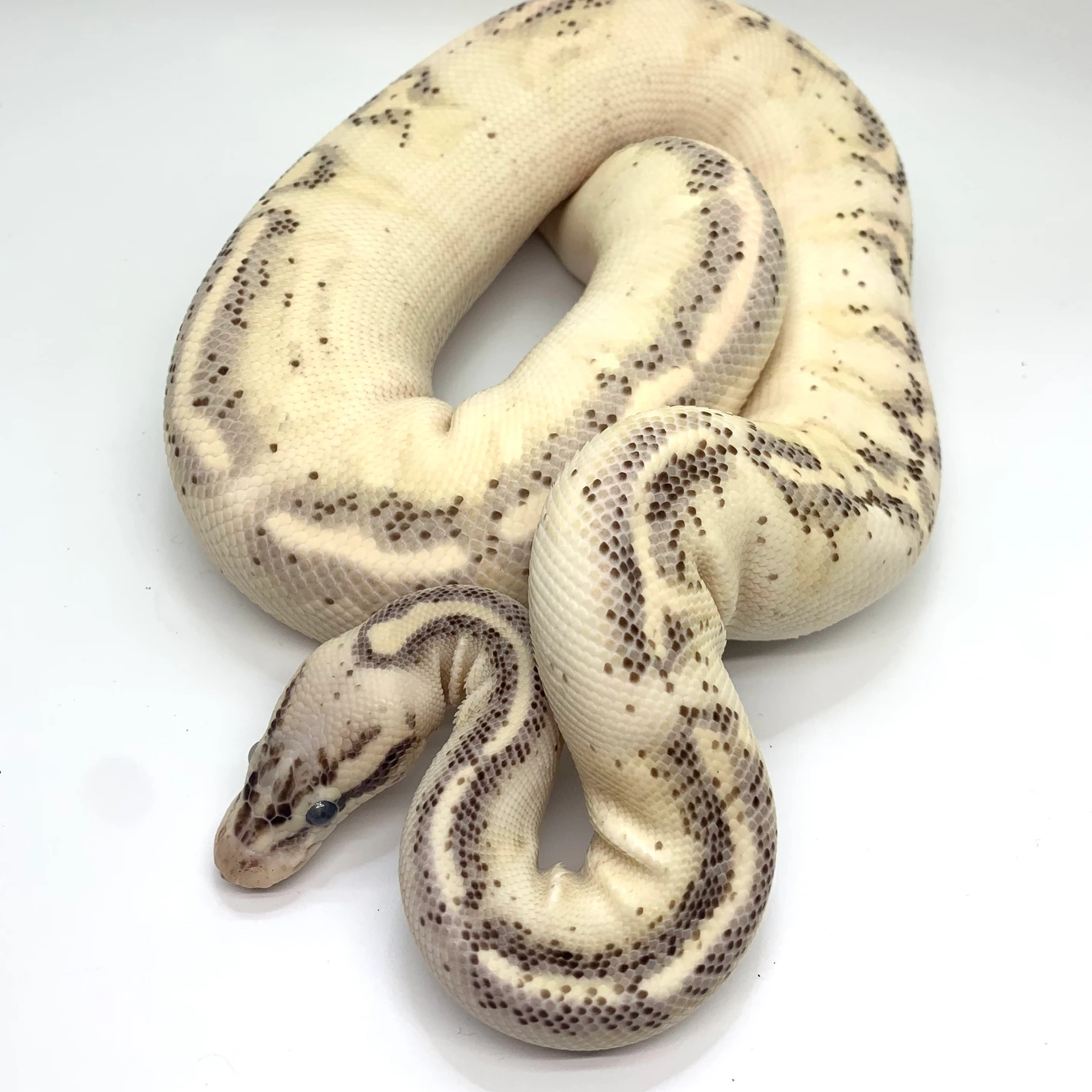 Pastel Gravel Yellow Belly Ball Python by Painted Lady Balls