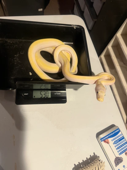 Cow Rec Python Cow Retic Reticulated Python by Scott Rice