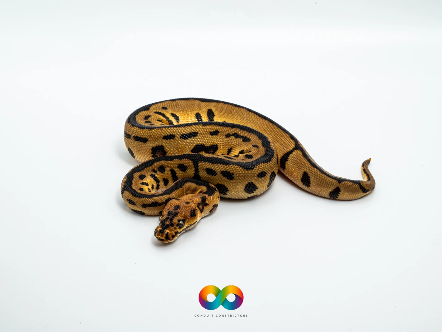 Batman Ball Python by Conduit Constrictors