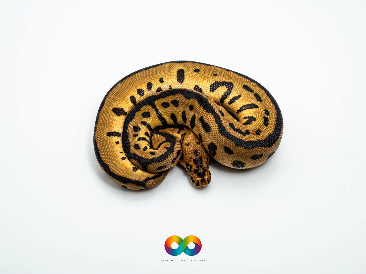 Batman Ball Python by Conduit Constrictors