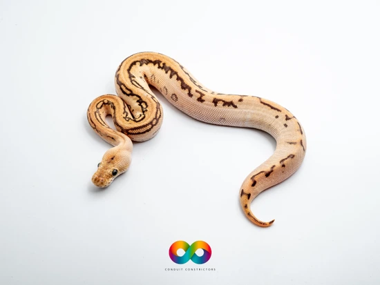Redhead Baker Special Fire Batman Ball Python by Conduit Constrictors