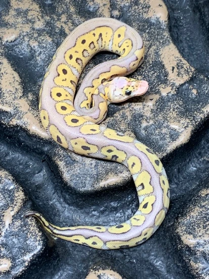 killer clown ball python animal facts - python regius... Killer Clown Ball Python by Carolina Reptiles