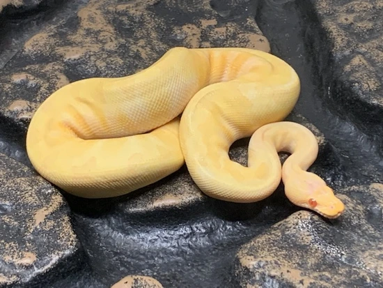 Albino And ? Ball Python by Carolina Reptiles