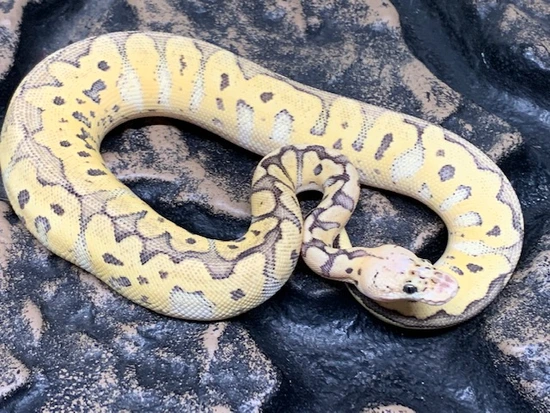 killer clown ball python animal facts - python regius... Killer Clown Ball Python by Carolina Reptiles