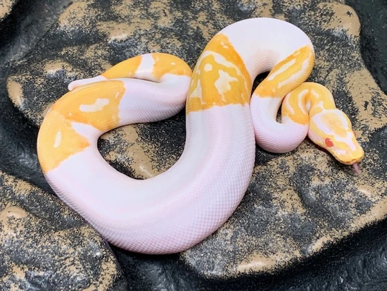Albino Pied With Jack O Lantern Face Ball Python by Carolina Reptiles