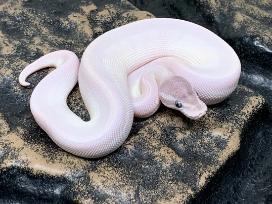 Blue Eyed Leucistic Het Albino Ball Python by Carolina Reptiles