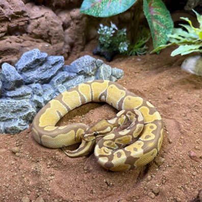 Ultramel 66% Het Pied Ball Python - male for sale from N D Reptiles UK
