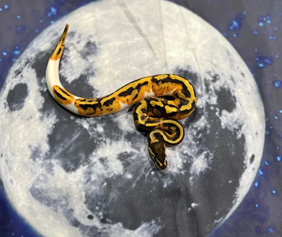 Low White Pied Ball Python by Nebula Exotics