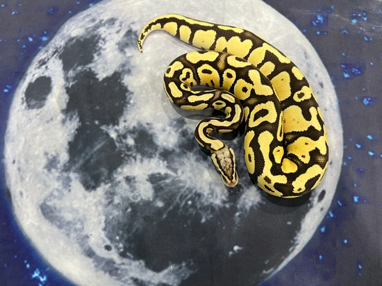 Firefly Pos Het Ghost Pos Het Clown Ball Python by Nebula Exotics