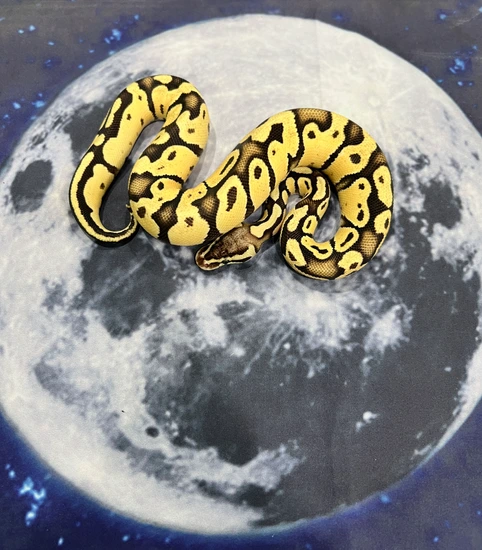 Firefly Pos Het Ghost Pos Het Clown Ball Python by Nebula Exotics
