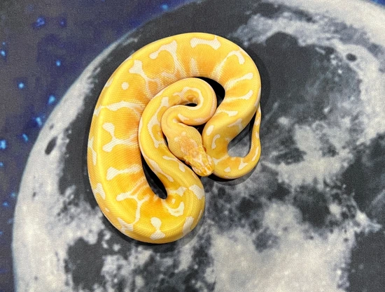 HGW Albino Ball Python by Nebula Exotics
