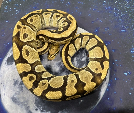 Fire Het Ghost Het Clown Ball Python by Nebula Exotics
