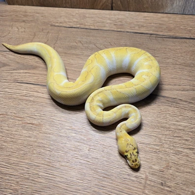 Enchi Lesser Pastel Clown Ball Python - male for sale from Neon Snakes