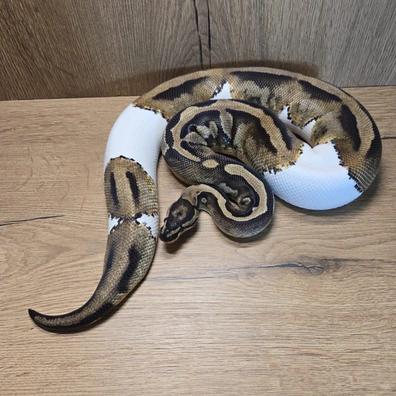 Pied 100% Het Clown Pos. Het Albino Ball Python - female for sale from Neon Snakes