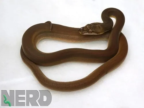 Goldenchild Phantom Reticulated Python by NERD