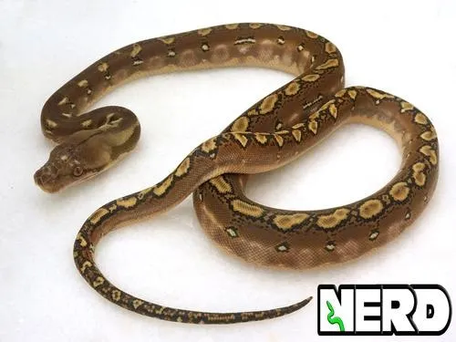 Phantom Reticulated Python by NERD