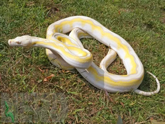 Motley Leopard Reticulated Python Lavender Albino Platinum Motley Reticulated Python by NERD