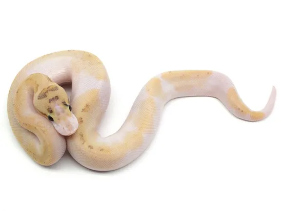 Lucifer Freeway Ball Python by NERD