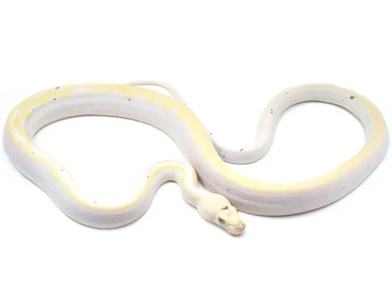 Cow Reticulated Python by NERD