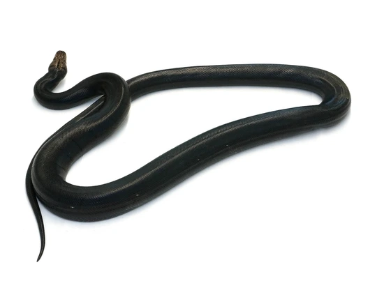 Jet Black Reticulated Python Golden Child Granite Back Het Orange Ghost Stripe - Jet Black ...