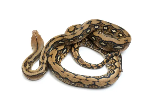 Tiger Het Pied Reticulated Python by NERD