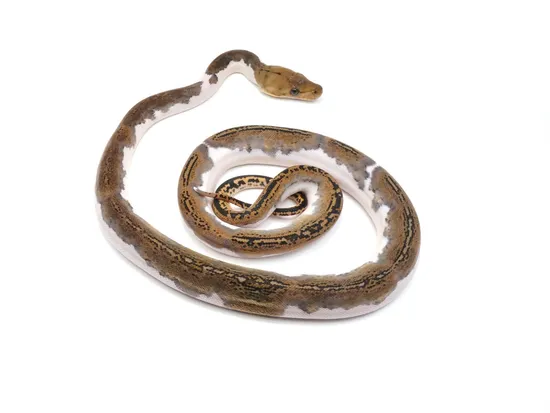 Pied Reticulated Python by NERD