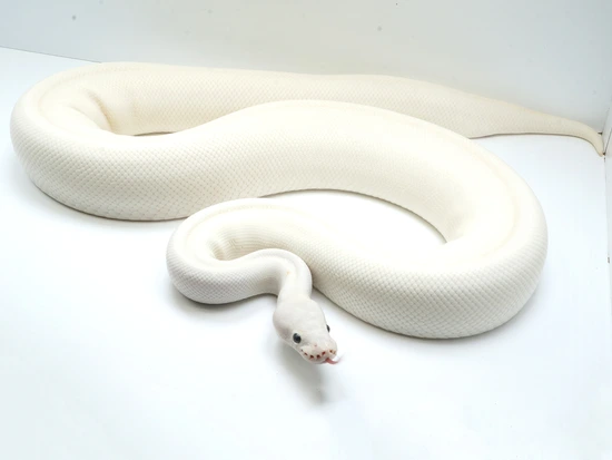 White Diamond Mojave Spider Ball Python by NERD