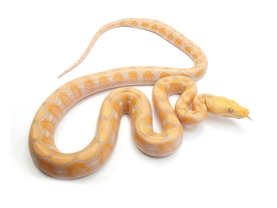 Purple Albino Reticulated Python by NERD