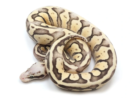 Super Pastel Super Fader Ball Python by NERD