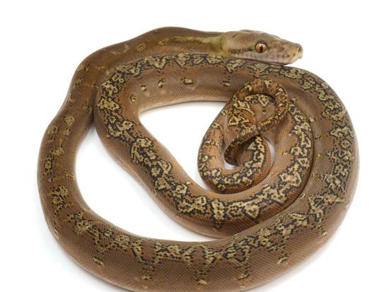 Phantom Marble Reticulated Python by NERD
