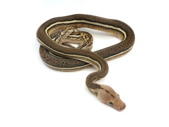 Tiger Anthrax Reticulated Python by NERD