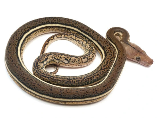 Tiger Anthrax Reticulated Python by NERD