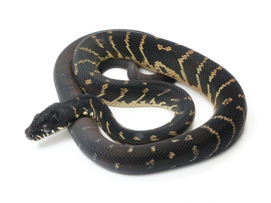 洋書「Black Python Morelia boeleni」ベーレンパイソン 洋書「Black
