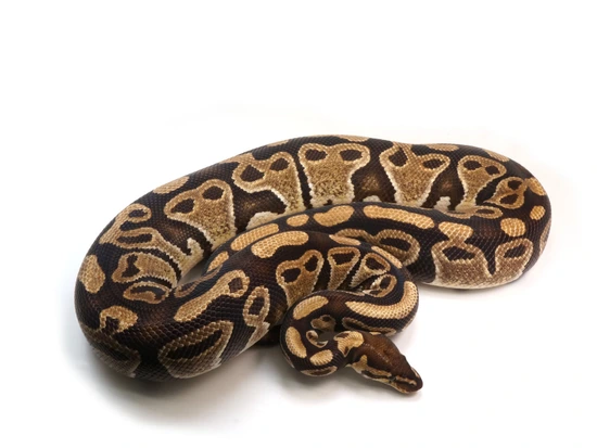 Ready To Breed Het Ultramel Het Axanthic Het Clown Ball Python by NERD