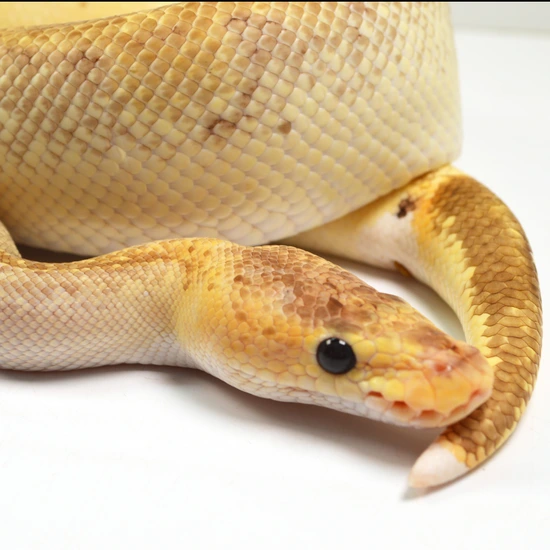 Pastel Champagne Odium Lucifer Ball Python by NERD