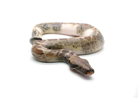Male Pied 100% Het. T- Albino Blood Python by NERD