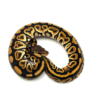 Black Pastel 66% Het Clown Ball Python - female for sale from Neverland Reptiles