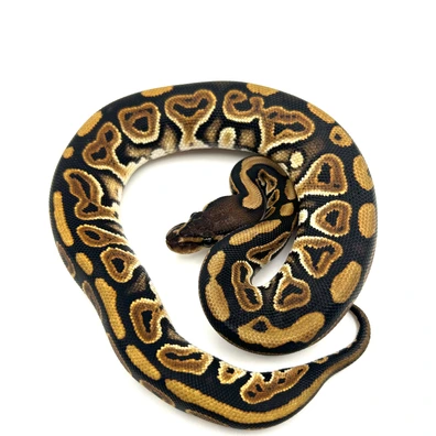 Black Pastel 66% Het Clown Ball Python - female for sale from Neverland Reptiles