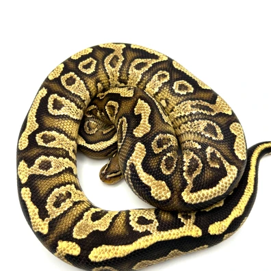 Hurricane Gravel Fire Het Clown ( Proven ) Ball Python - male for sale from Neverland Reptiles