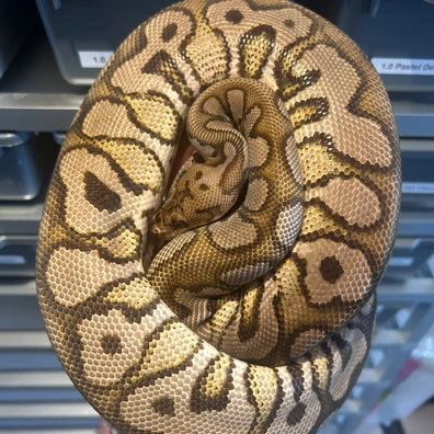 Red Stripe Black Pastel Spotnose Clown Ball Python - male for sale from Neverland Reptiles