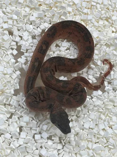 Poss Super Hypo Leopard Boa Constrictor by New Moon Reptiles, LLC