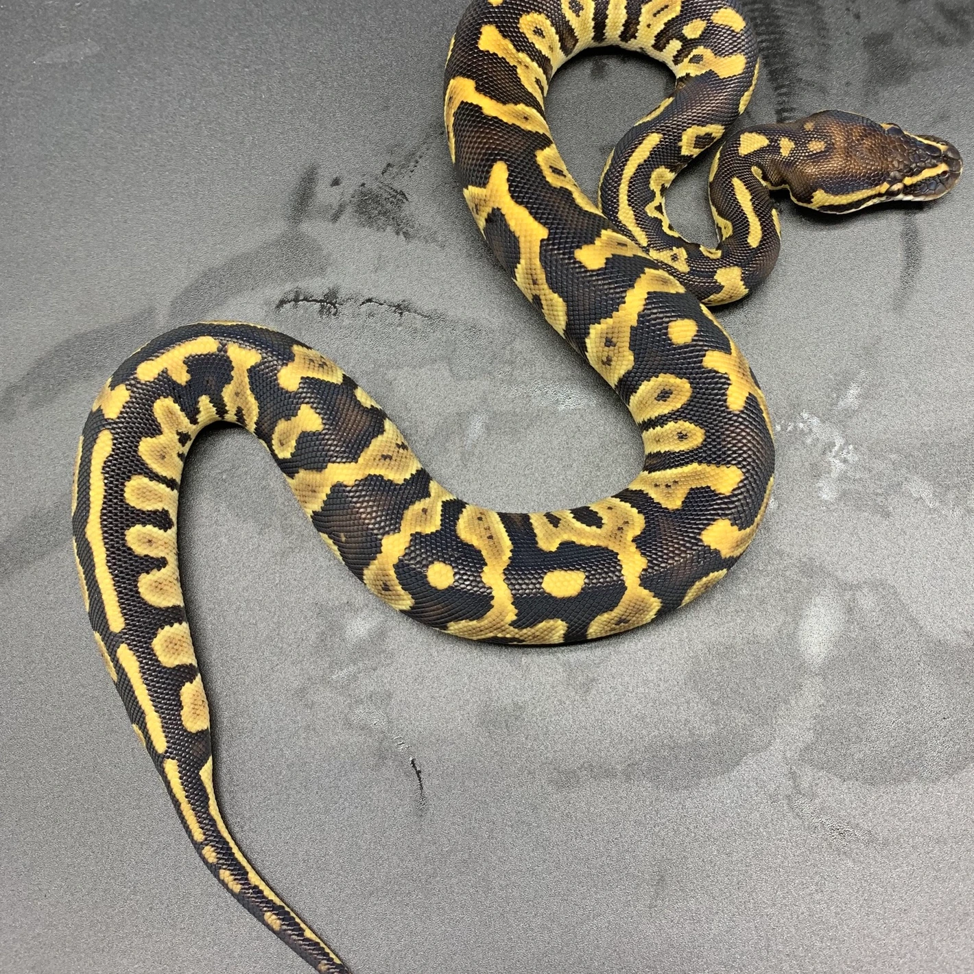 IFSIXWASNINE】POISONOUS SNAKE Python LSC IFSIXWASNINE】POISONOUS