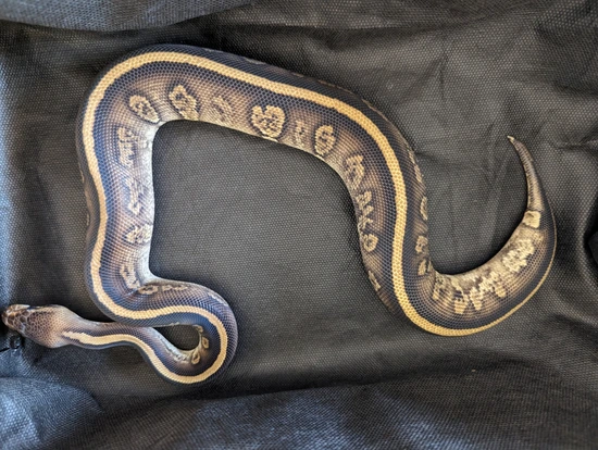 Stranger Poss Mocha Poss Het Clown Ball Python by New Venture Ball Pythons